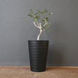 P.ディスカラー (実生) EC1990