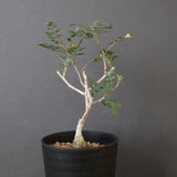 P.ディスカラー (実生) EC1990