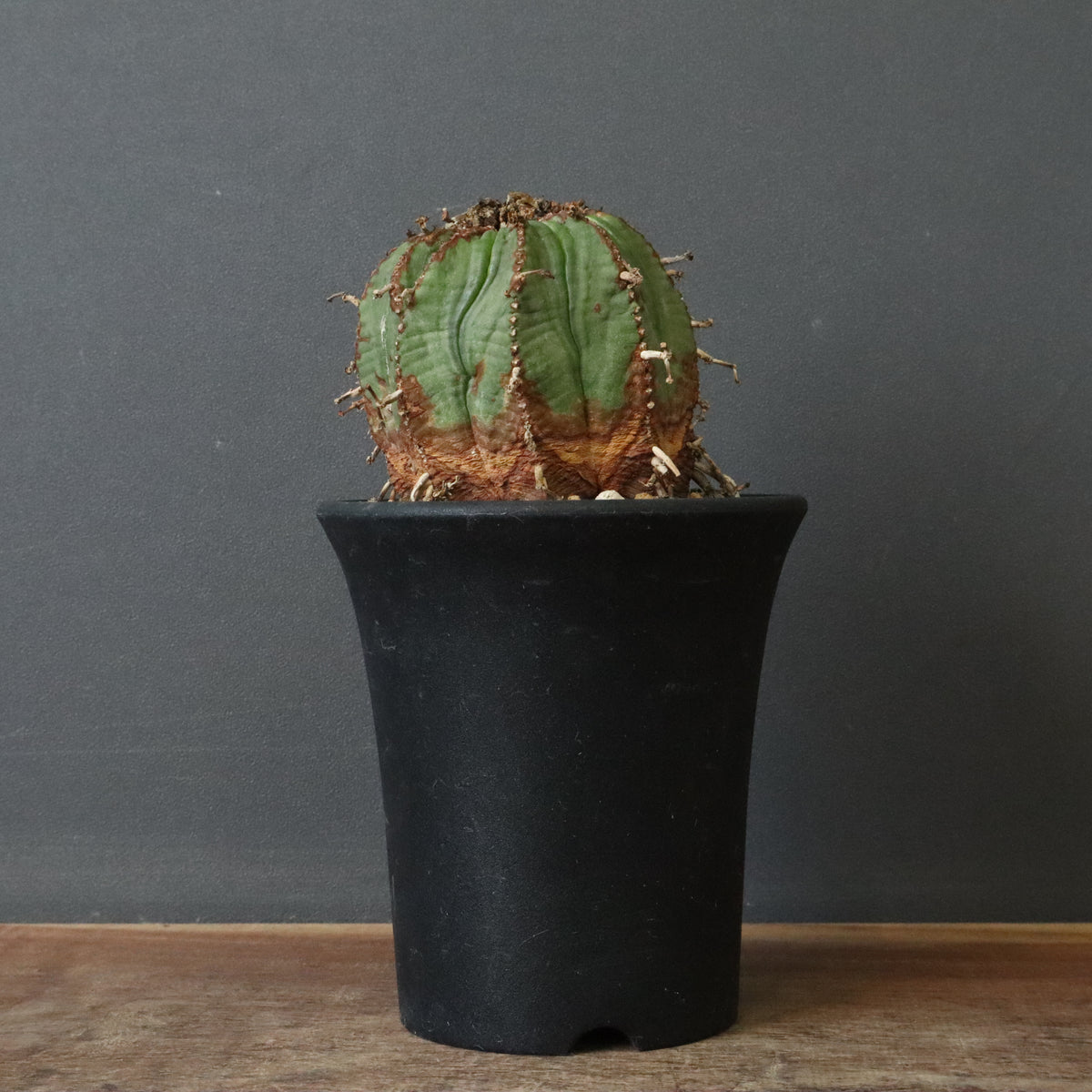 ユーフォルビア – 2ページ目 – TaiShoDo ONLINE SHOP