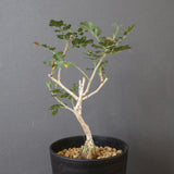 P.ディスカラー (実生) EC1990