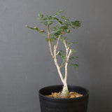 P.ディスカラー (実生) EC1990