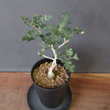 P.ディスカラー (実生) EC1990