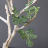 P.ディスカラー (実生) EC1990