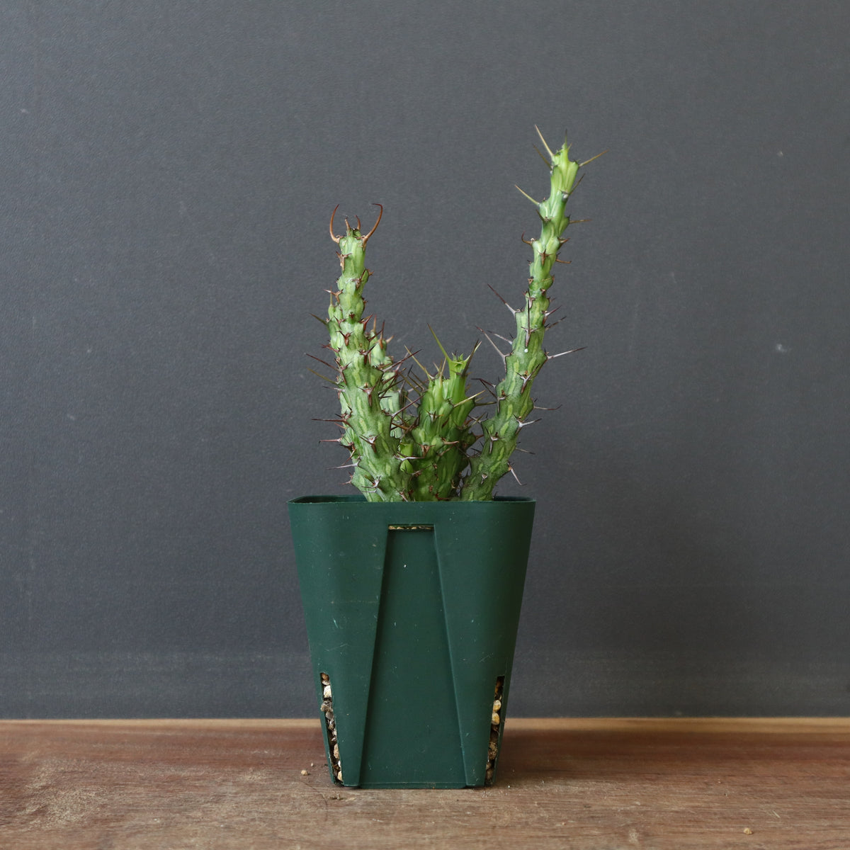 ユーフォルビア – 4ページ目 – TaiShoDo ONLINE SHOP