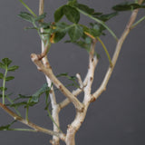 P.ディスカラー (実生) EC1990