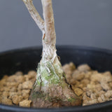 P.ディスカラー (実生) EC1990