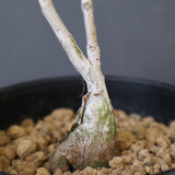 P.ディスカラー (実生) EC1990