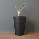 P.ディスカラー (実生) EC1991