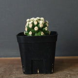 E.グロソニー f.モンストローサ EC1115