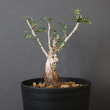 P.ディスカラー (実生) EC1991