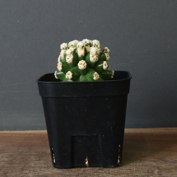 E.グロソニー f.モンストローサ EC1115