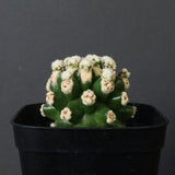 E.グロソニー f.モンストローサ EC1115