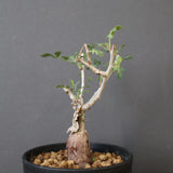 P.ディスカラー (実生) EC1991