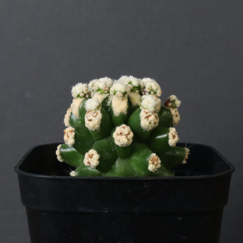 E.グロソニー f.モンストローサ EC1115