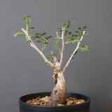 P.ディスカラー (実生) EC1991