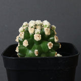 E.グロソニー f.モンストローサ EC1115