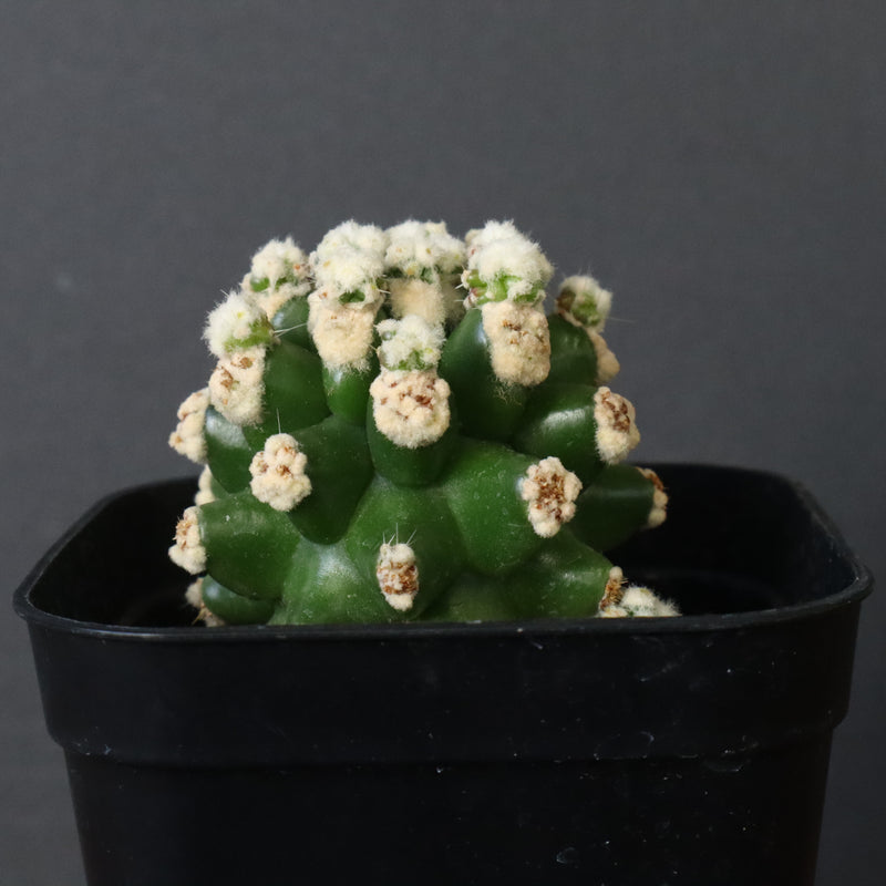 E.グロソニー f.モンストローサ EC1115