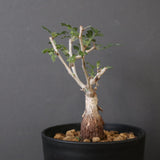 P.ディスカラー (実生) EC1991