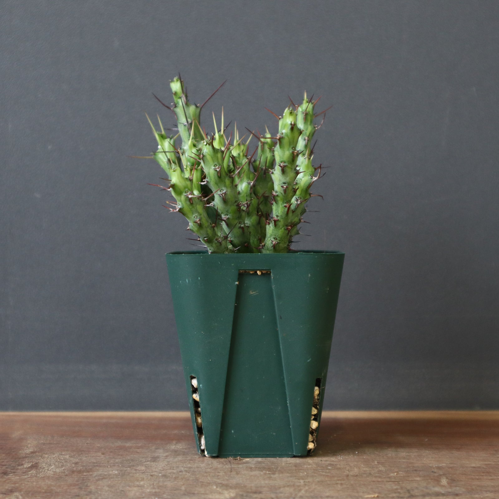 E.シミリラメア（実生）3 – TaiShoDo ONLINE SHOP