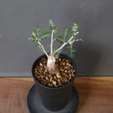 P.ディスカラー (実生) EC1991