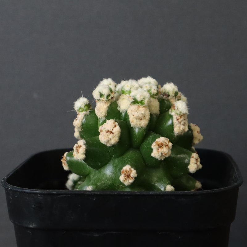 E.グロソニー f.モンストローサ EC1115