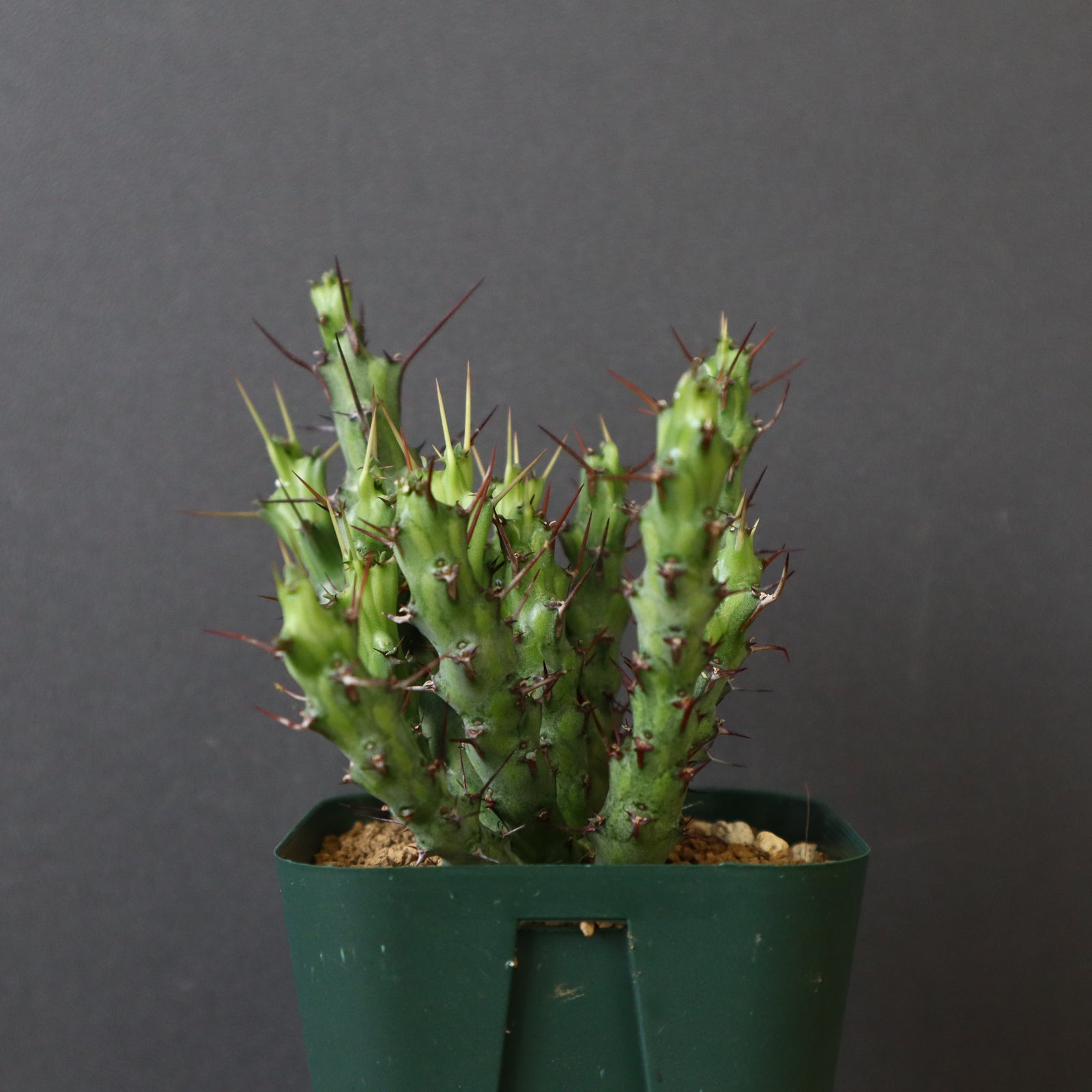 ユーフォルビア　シミリラメア ユーフォルビア シミリラメア | STELLA.PLANTS