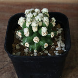 E.グロソニー f.モンストローサ EC1115