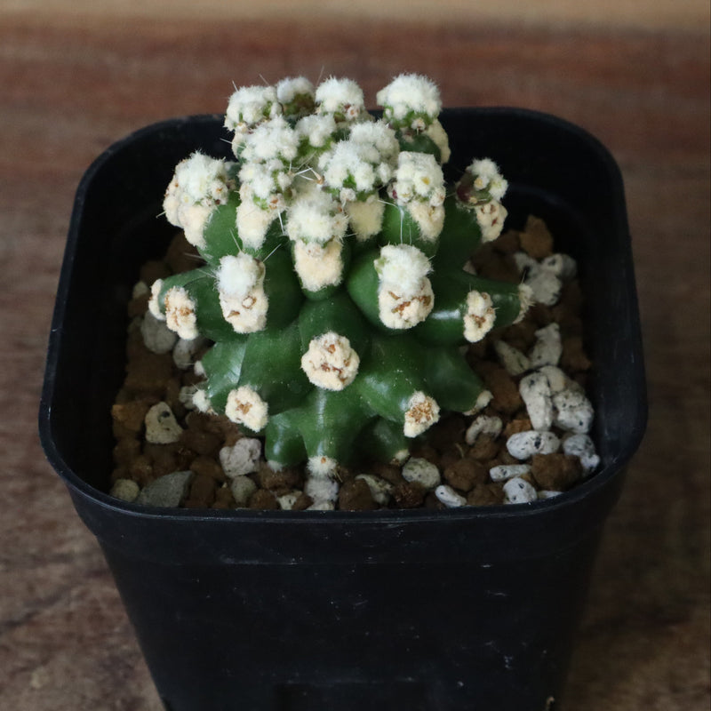 E.グロソニー f.モンストローサ EC1115