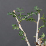 P.ディスカラー (実生) EC1991