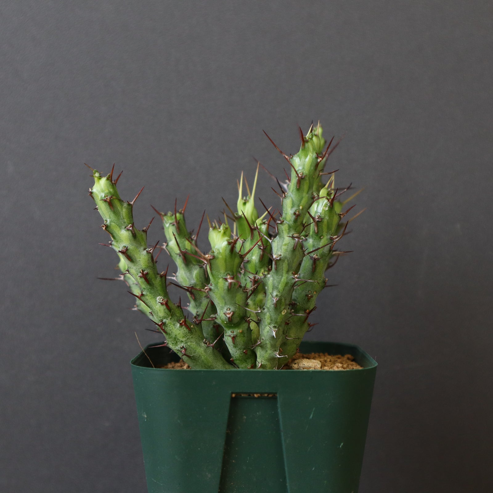 E.シミリラメア（実生）3 – TaiShoDo ONLINE SHOP