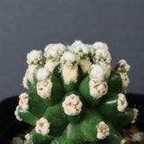 E.グロソニー f.モンストローサ EC1115