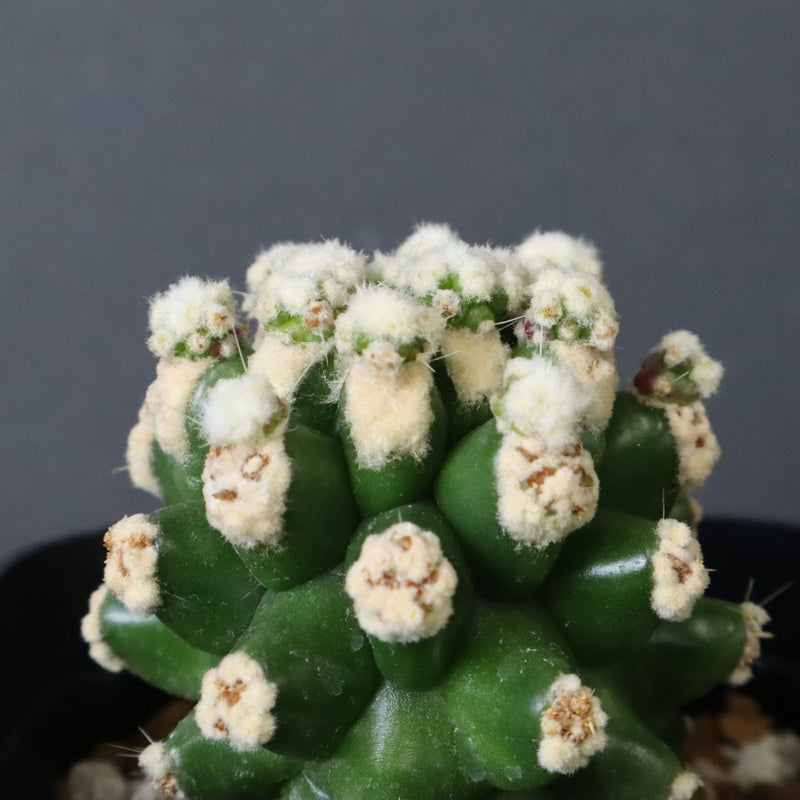 E.グロソニー f.モンストローサ EC1115