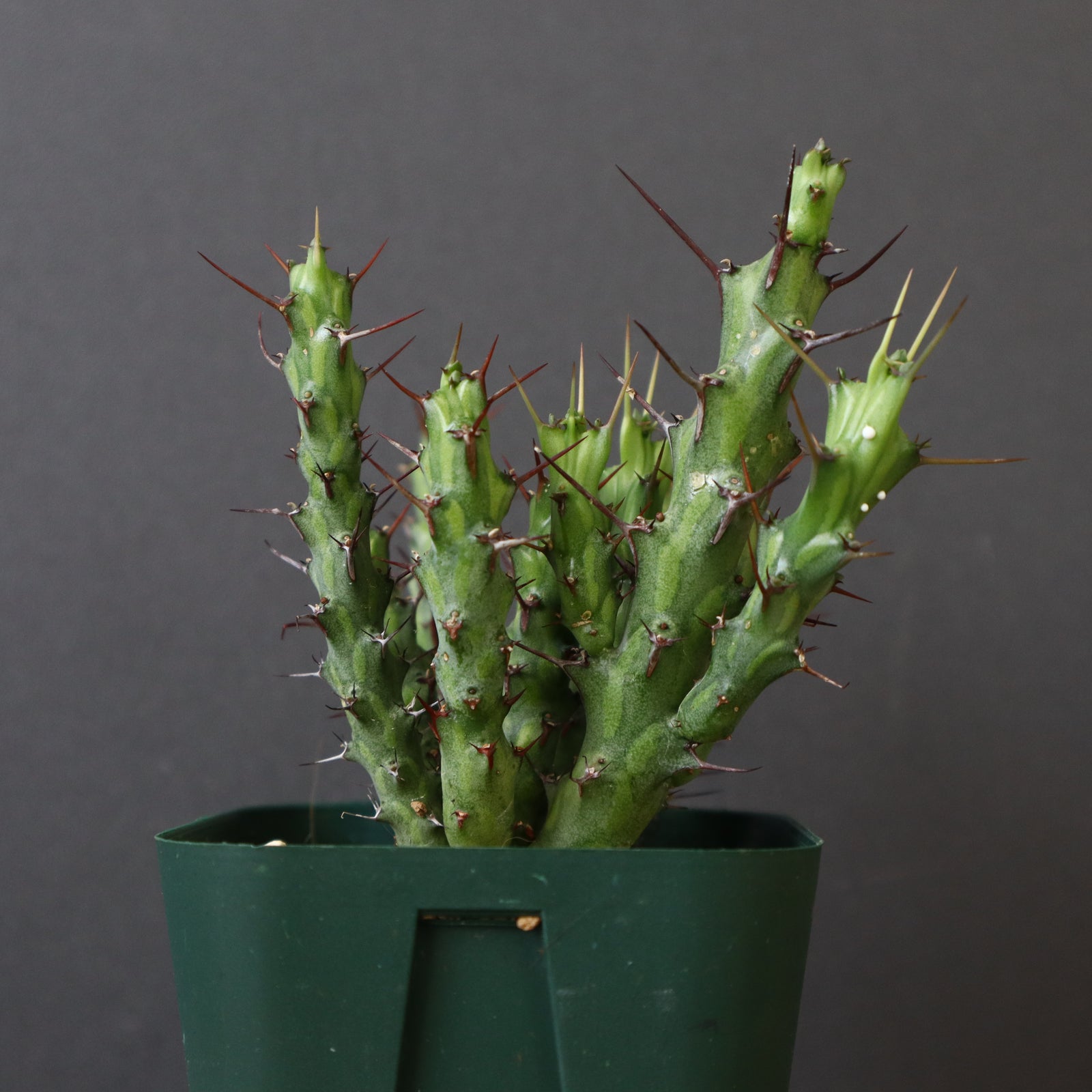 E.シミリラメア（実生）3 – TaiShoDo ONLINE SHOP