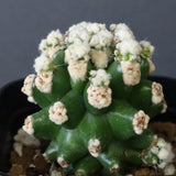 E.グロソニー f.モンストローサ EC1115