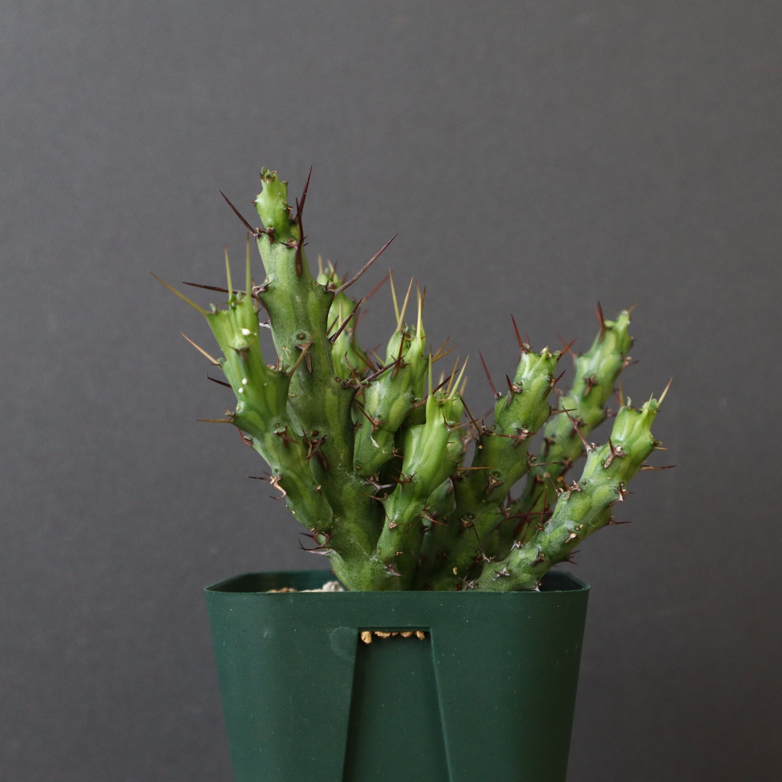 E.シミリラメア（実生）3 – TaiShoDo ONLINE SHOP