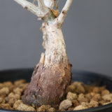 P.ディスカラー (実生) EC1991