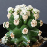 E.グロソニー f.モンストローサ EC1115