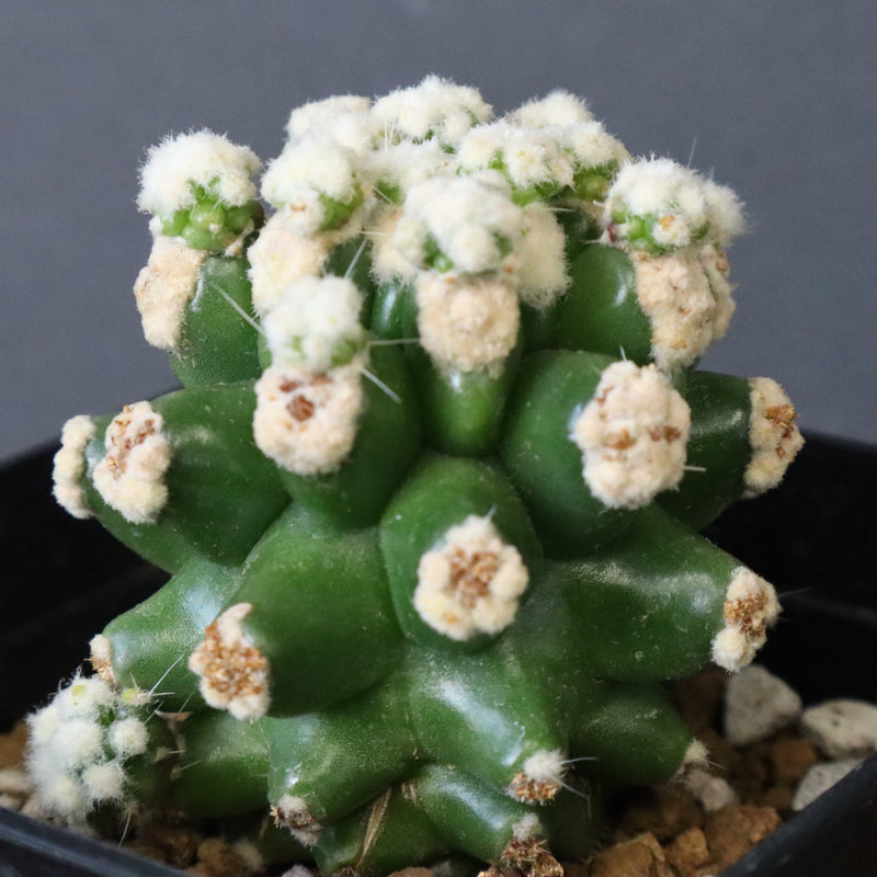 E.グロソニー f.モンストローサ EC1115