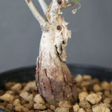 P.ディスカラー (実生) EC1991