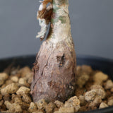 P.ディスカラー (実生) EC1991