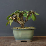 E.イトレメンシス 4