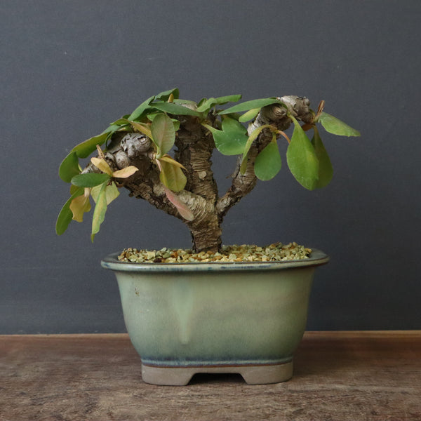 E.イトレメンシス 4