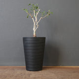 P.ディスカラー (実生) EC1992