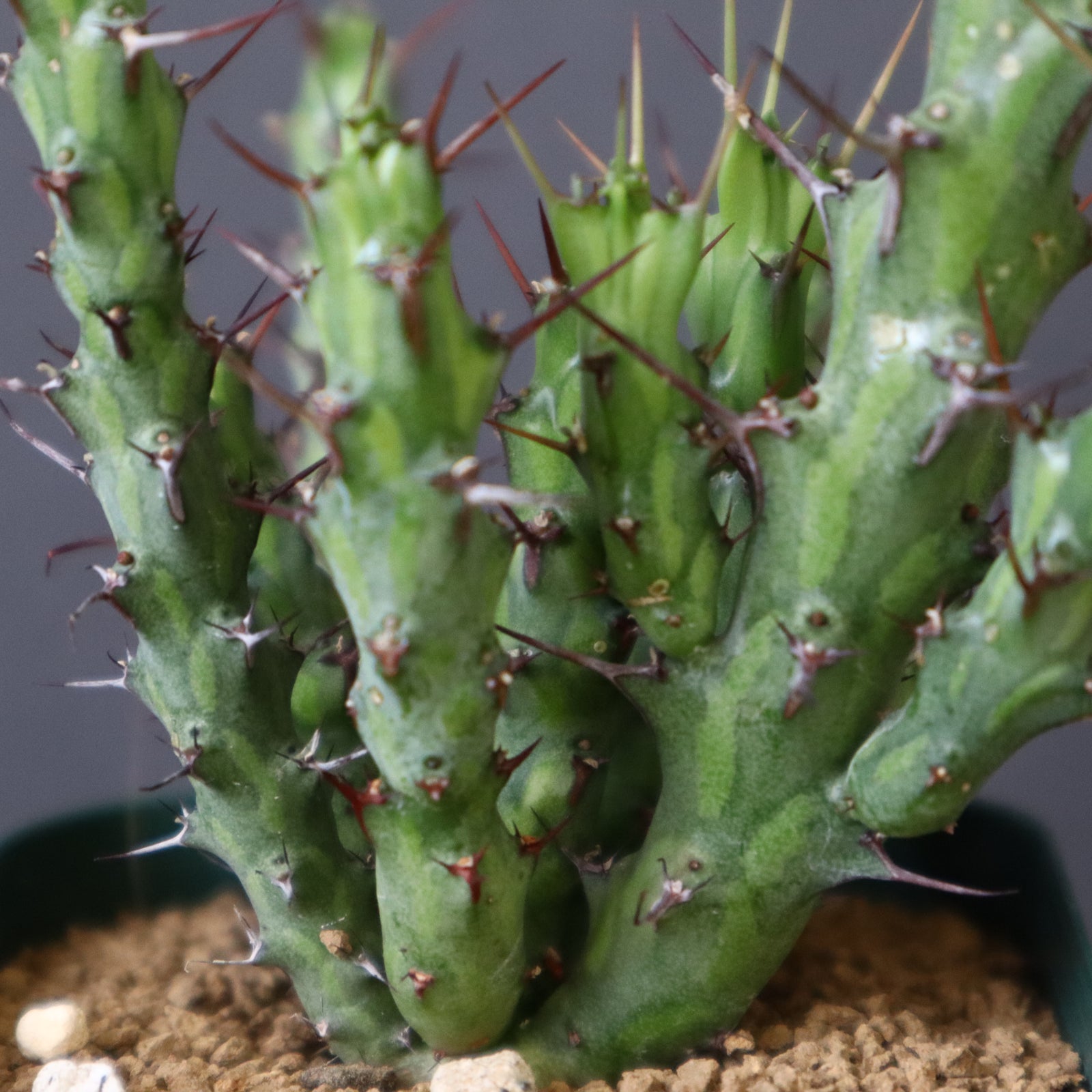 E.シミリラメア（実生）3 – TaiShoDo ONLINE SHOP