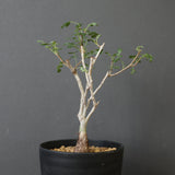 P.ディスカラー (実生) EC1992