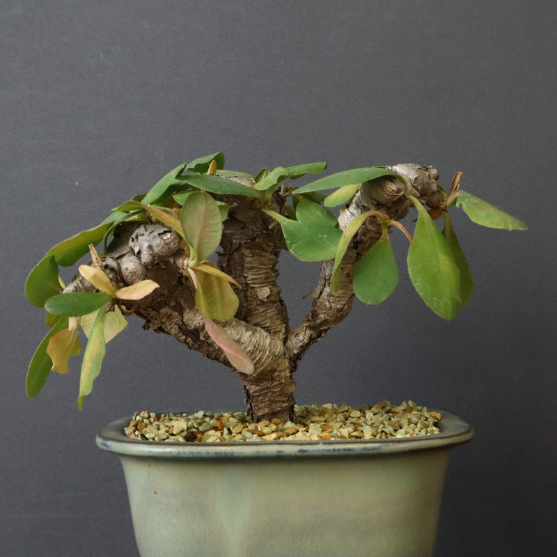 E.イトレメンシス 4