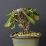 E.イトレメンシス 4