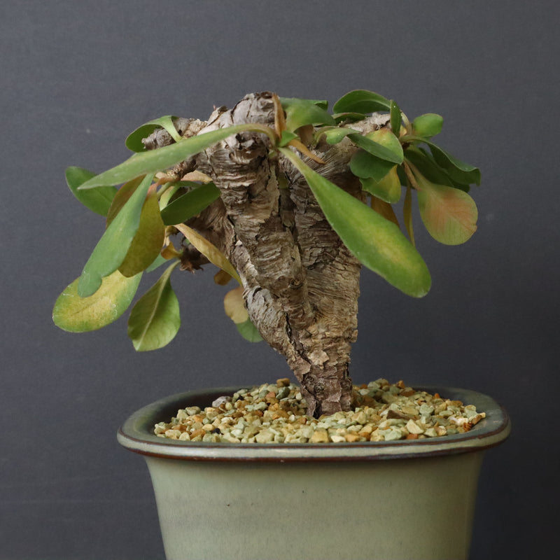 E.イトレメンシス 4