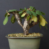 E.イトレメンシス 4