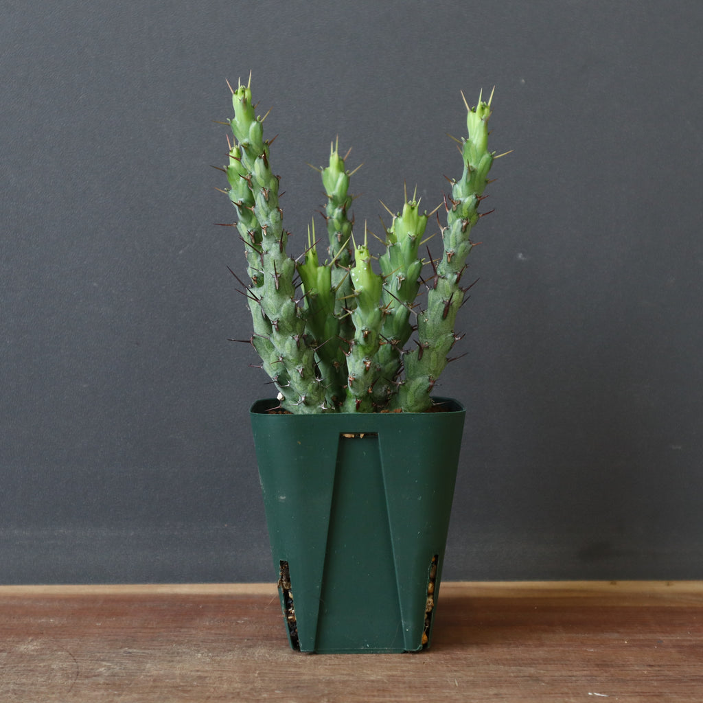 E.シミリラメア（実生）4 – TaiShoDo ONLINE SHOP